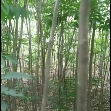 3-5公分无患子一级苗