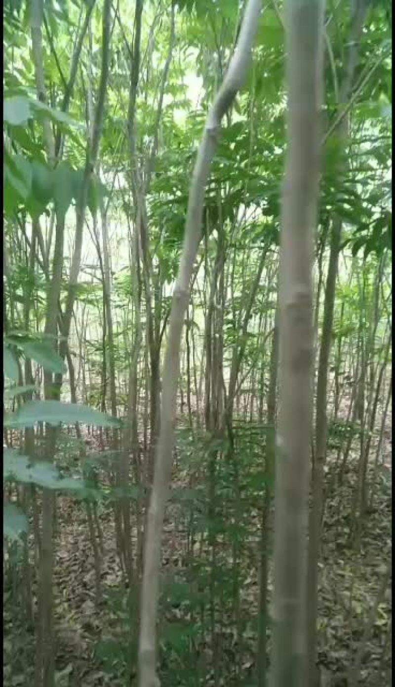 3-5公分无患子一级苗