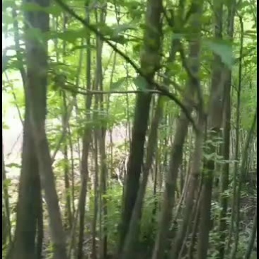 重阳木小苗3-5公分一级苗