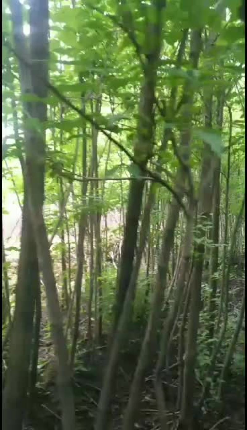 重阳木小苗3-5公分一级苗