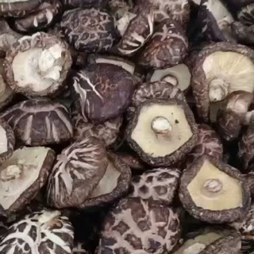 大金湖.尚书品.深山土特产.花菇