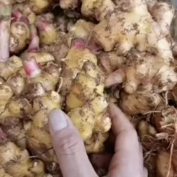 客户收到，反馈小黄质量很好。