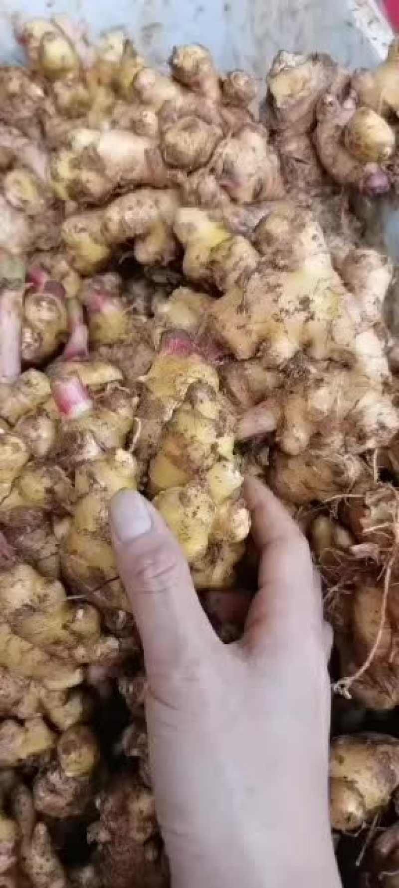 客户收到，反馈小黄质量很好。