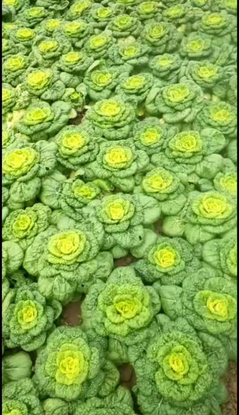 黄心菜质量保证调车一条龙服务