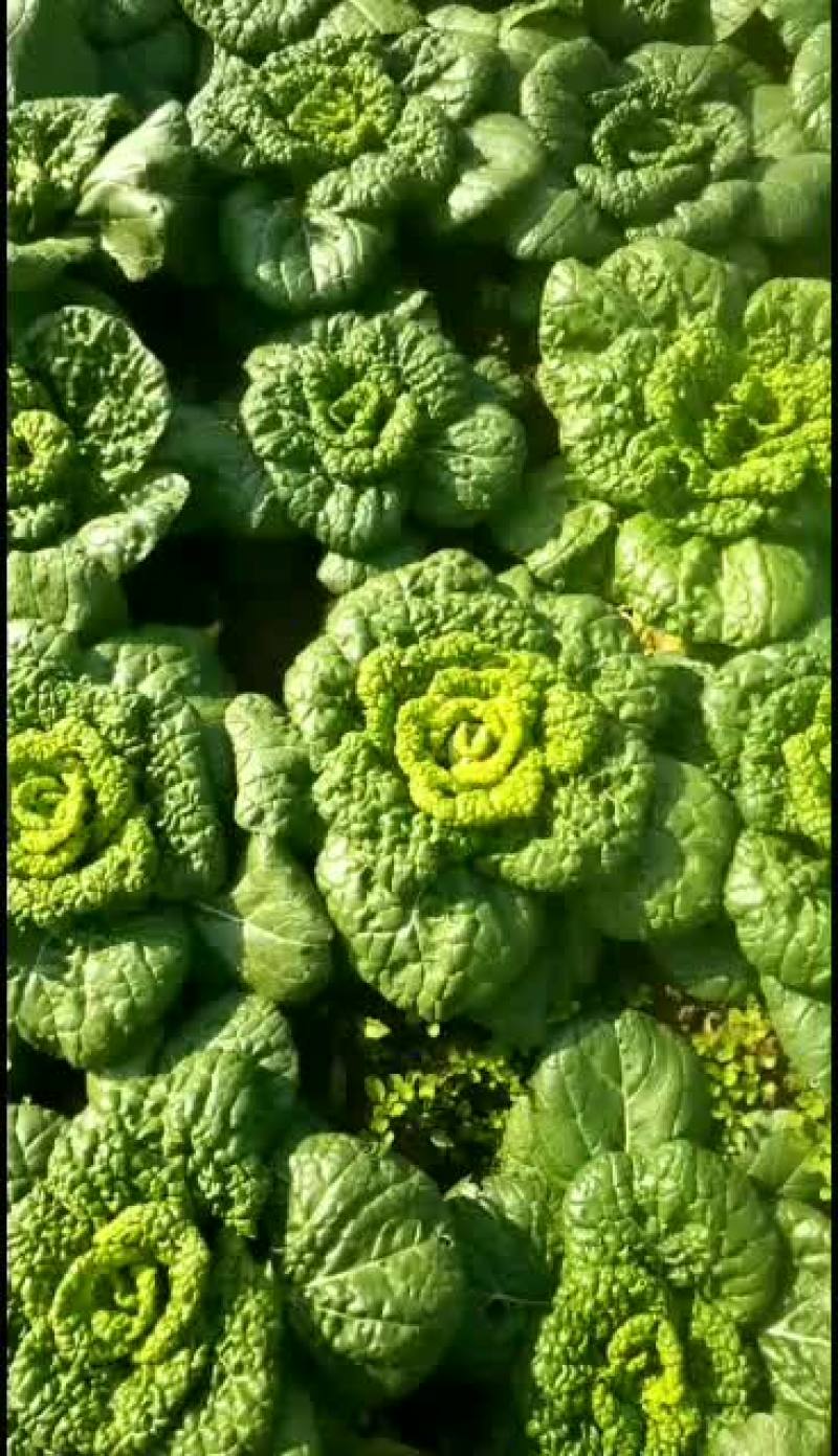 黄心菜质量保证调车一条龙服务