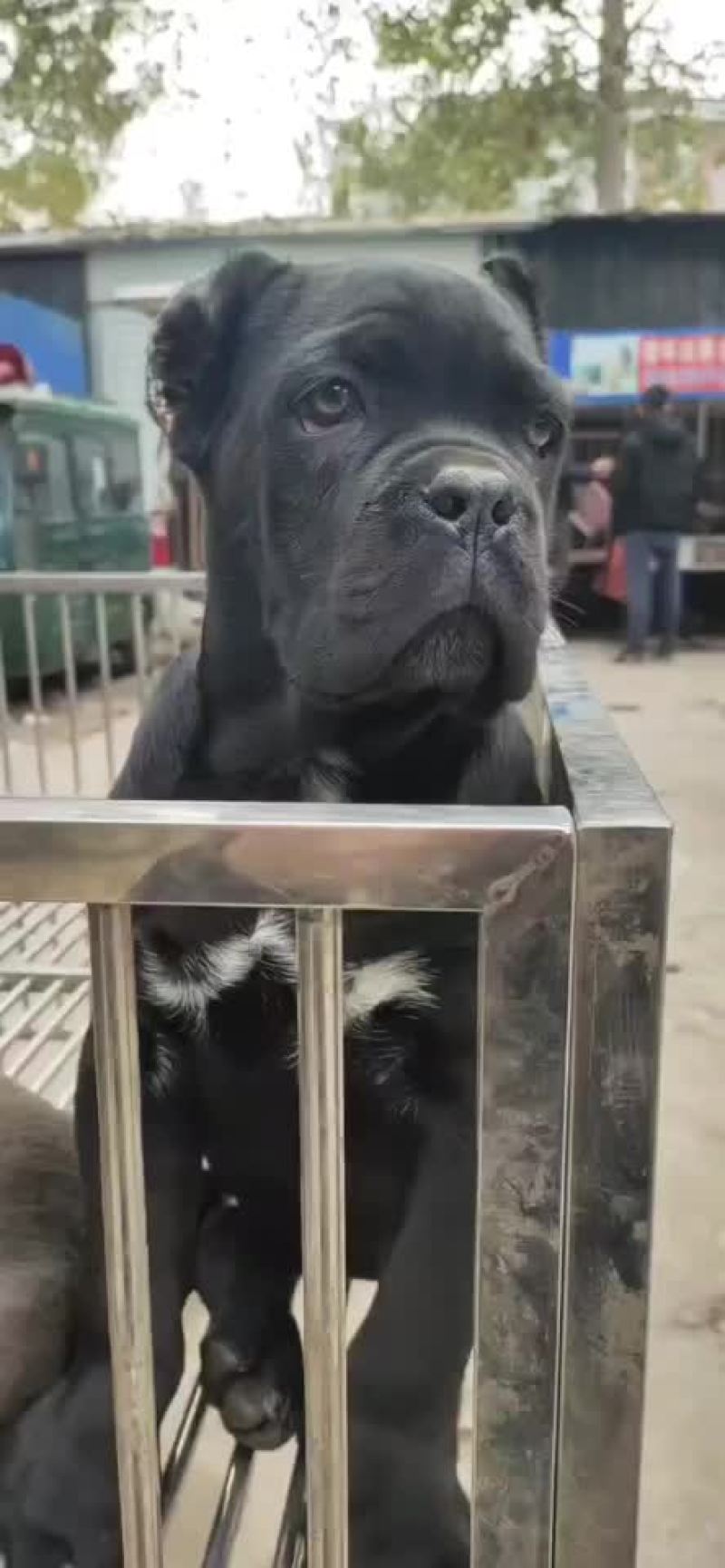 精品卡斯罗自家养的哦