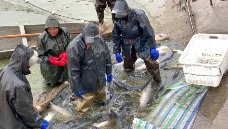 下钓塘的高质量大青鱼，规格8-20斤，现货20万斤