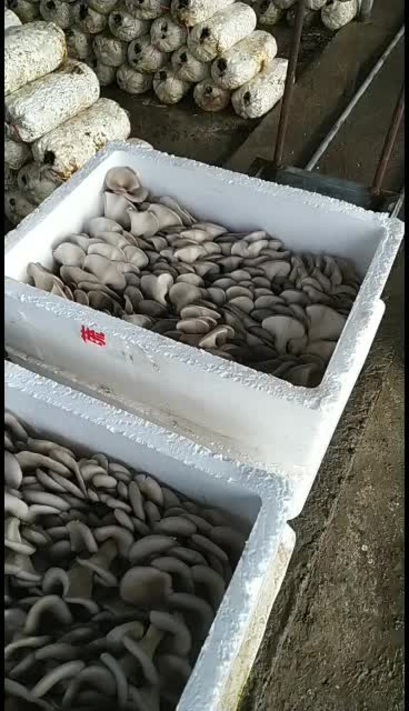 平菇菌包发酵料出菇菌包26×54