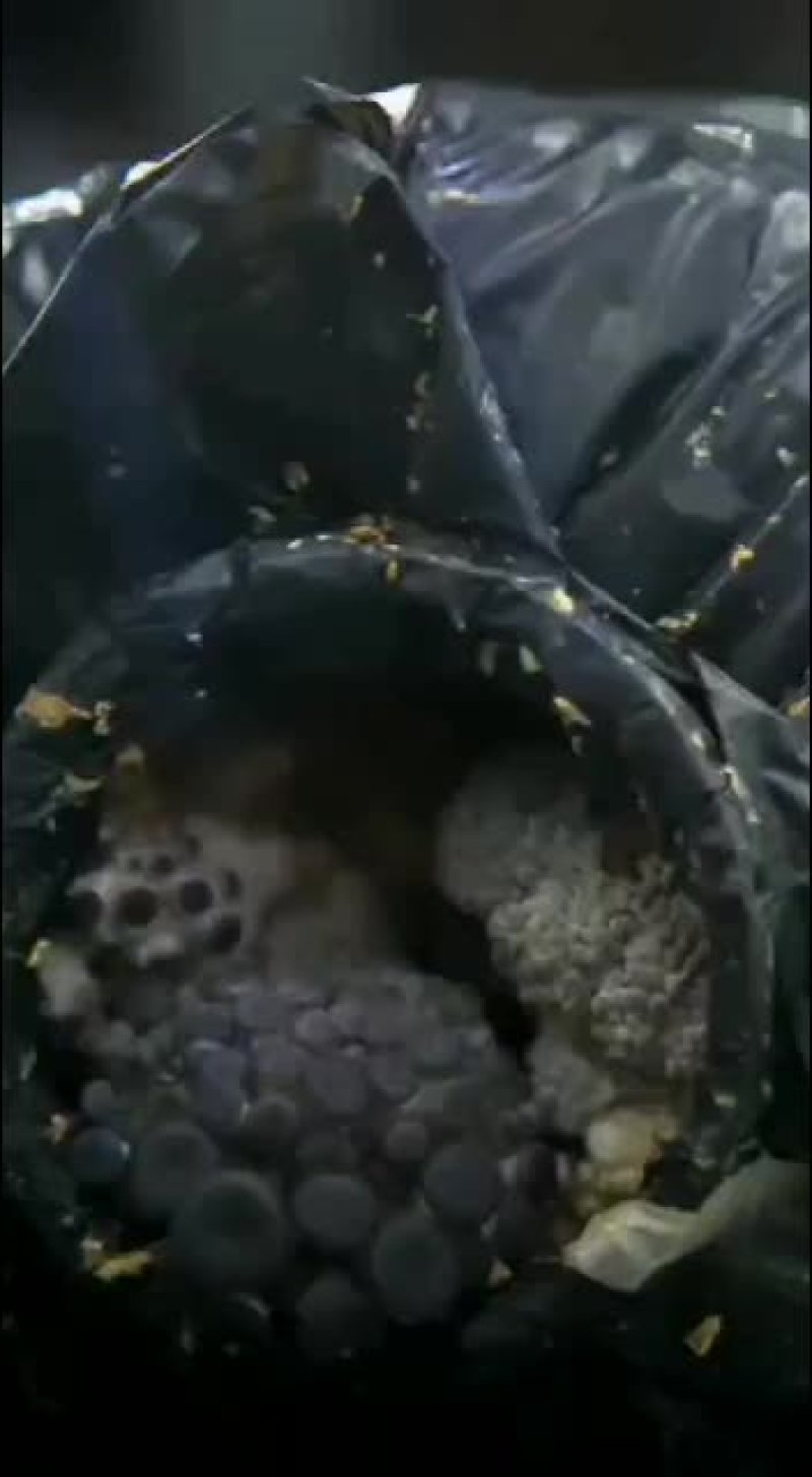 平菇菌包发酵料出菇菌包26×54