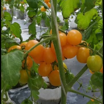 无土栽培，熊蜂授粉，自然成熟高口感小番茄