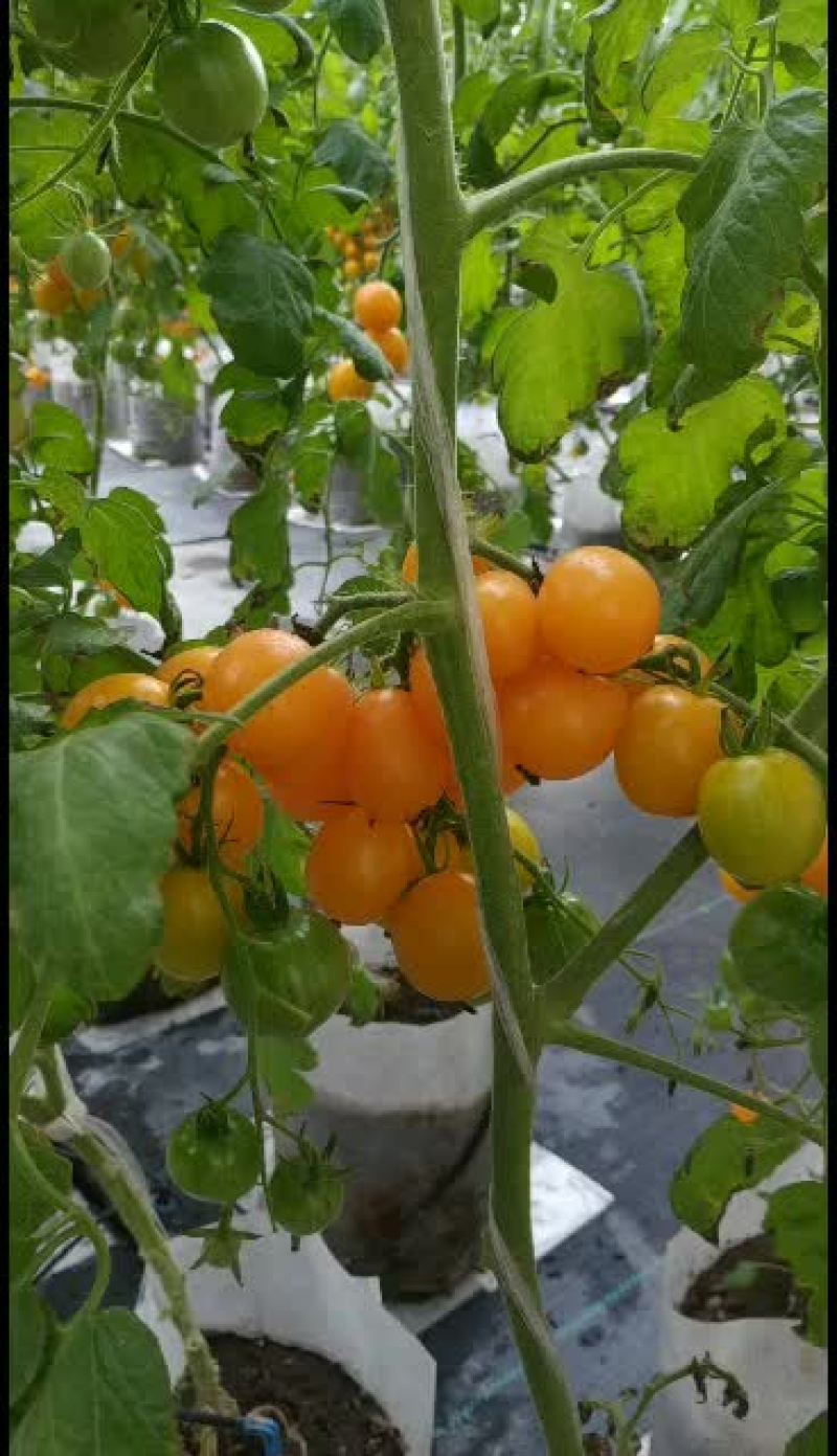 无土栽培，熊蜂授粉，自然成熟高口感小番茄