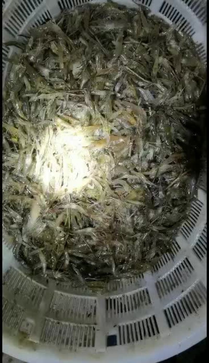 河虾，。。。。。。。。。。