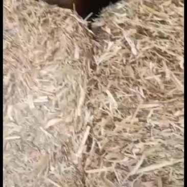 玉米秸秆柔丝草无土无膜