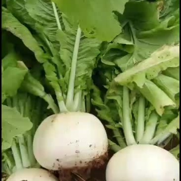 本地基地白萝卜价格便宜欢迎骚扰！