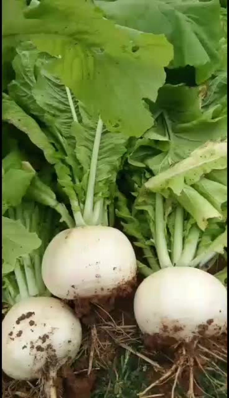 本地基地白萝卜价格便宜欢迎骚扰！