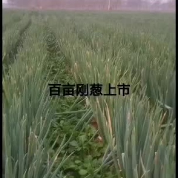 日本刚葱大量上市欢迎采购
