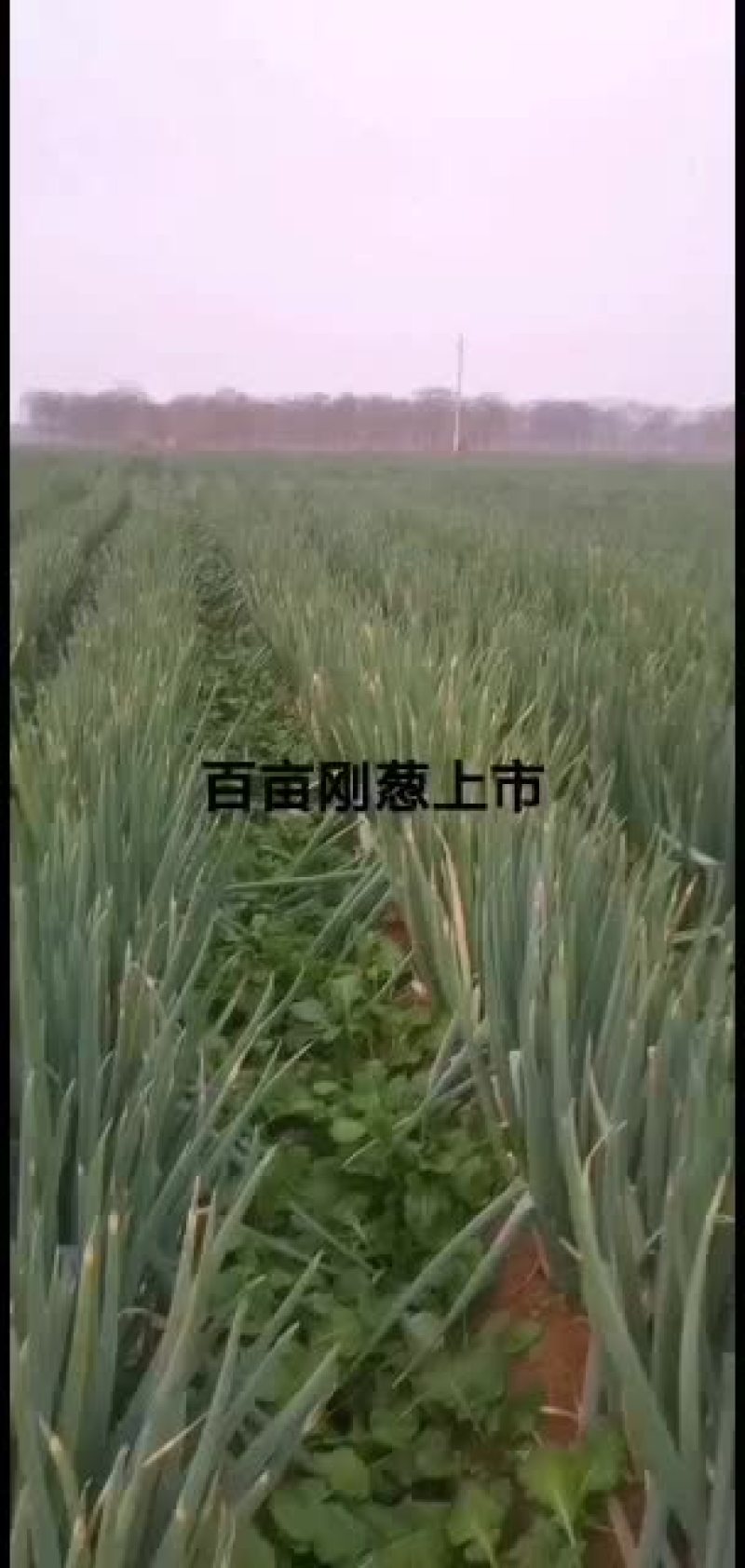 日本刚葱大量上市欢迎采购
