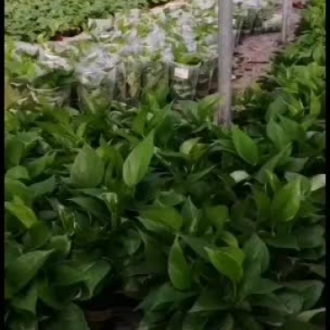 110井配加仑盆，美美哒哒