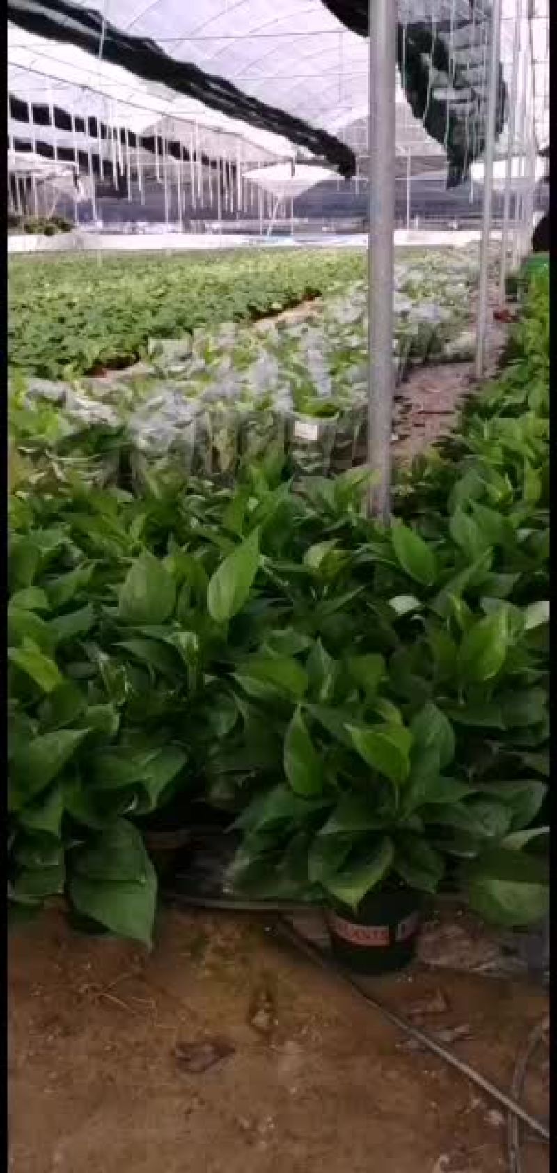 110井配加仑盆，美美哒哒