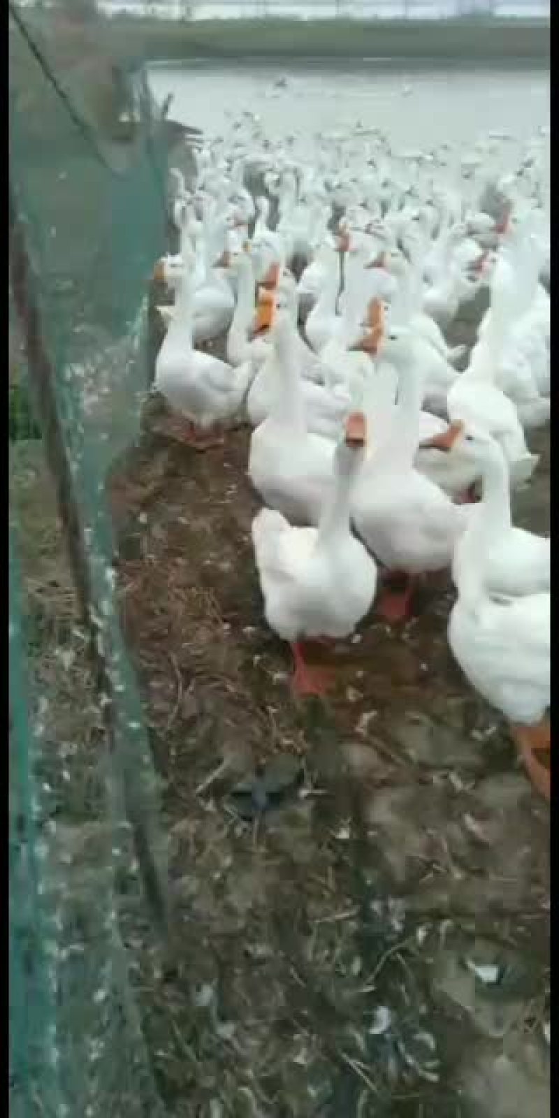 自己家养的皖西大白鹅