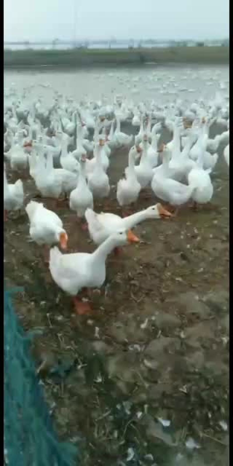 自己家养的皖西大白鹅