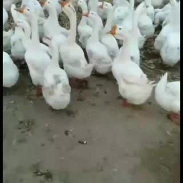 自己家养的皖西大白鹅