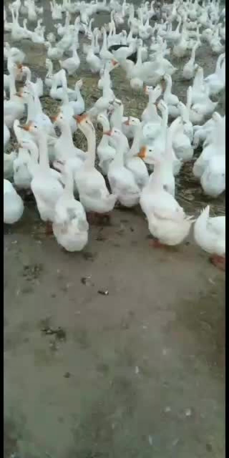自己家养的皖西大白鹅