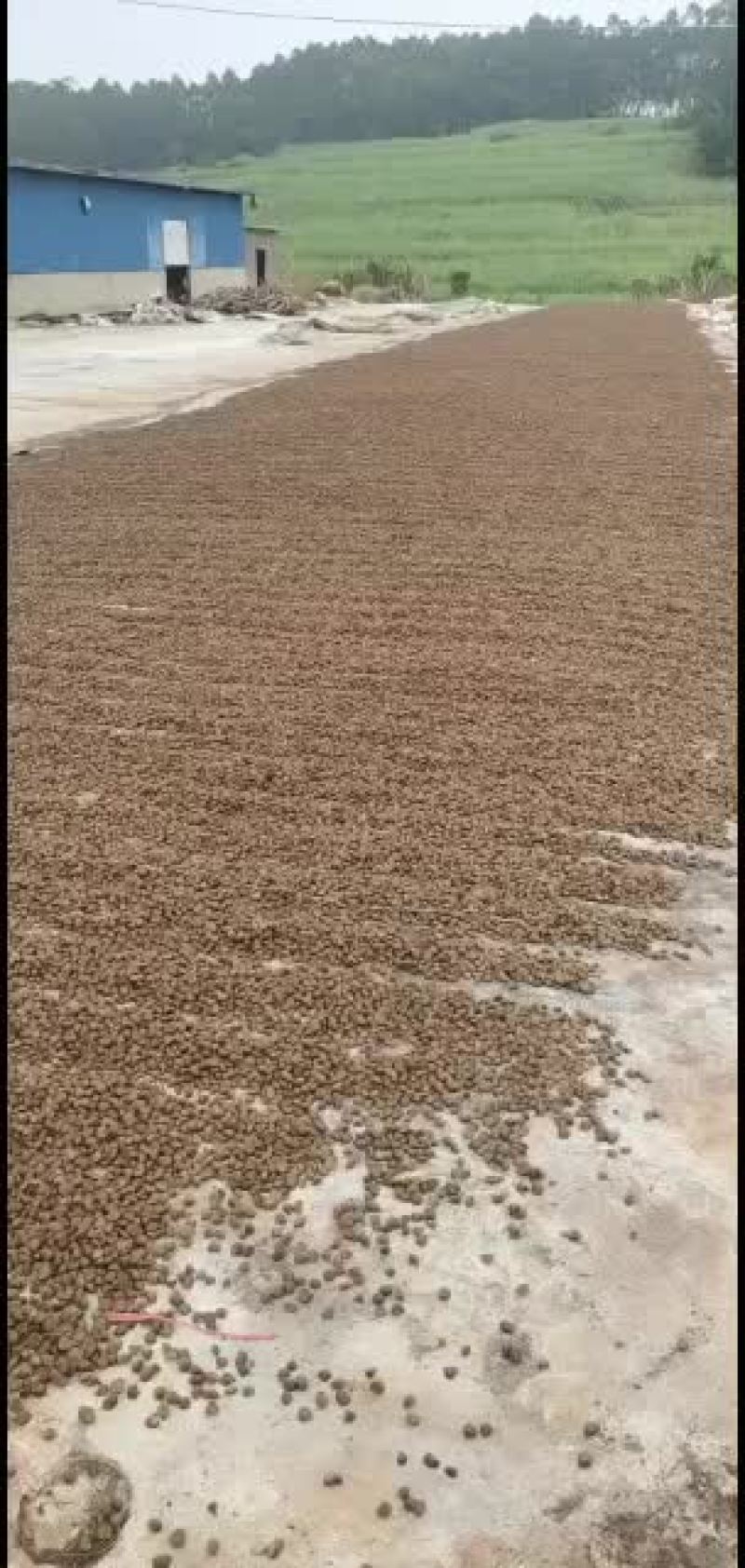 越南茶油籽大量上市批发