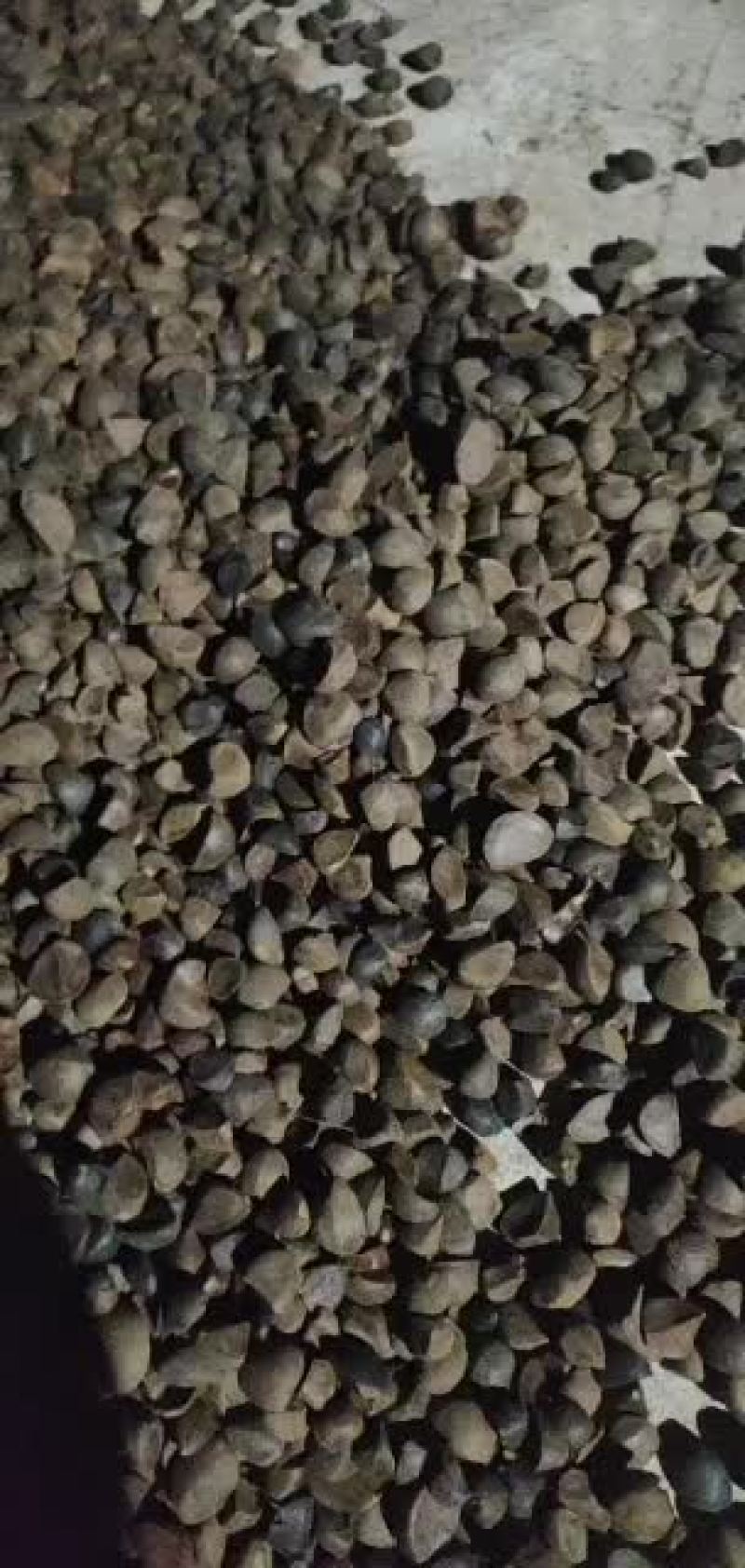 越南茶油籽大量上市批发