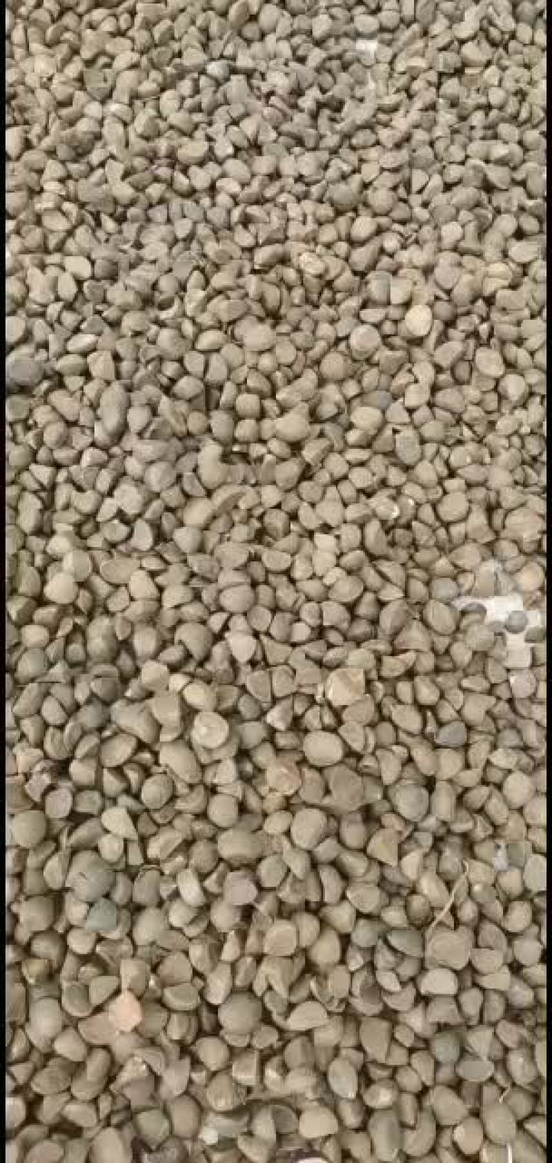 越南茶油籽大量上市批发