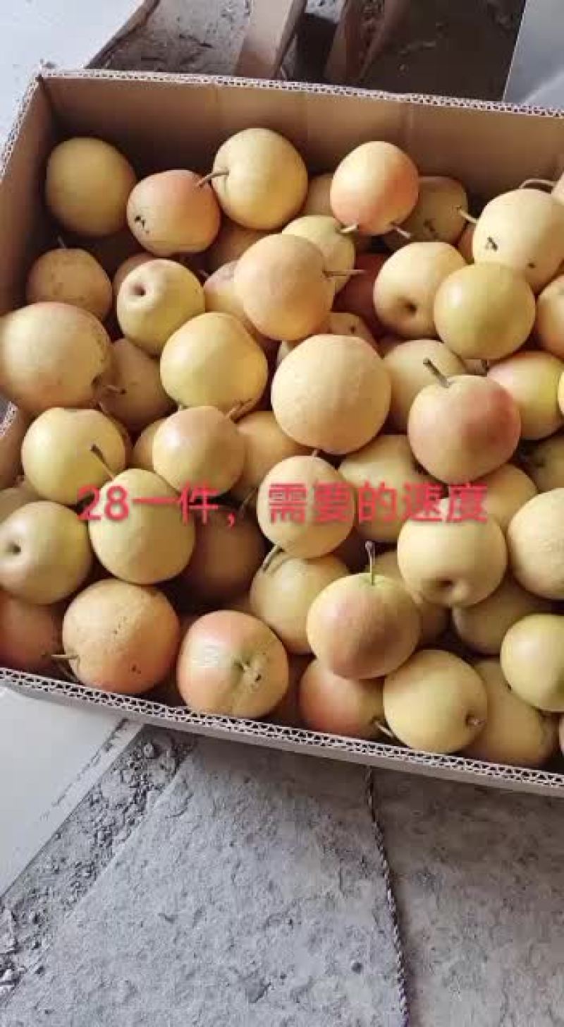 辽宁省海城市南果梨产地供应链一件代发诚招全国各大电商合作