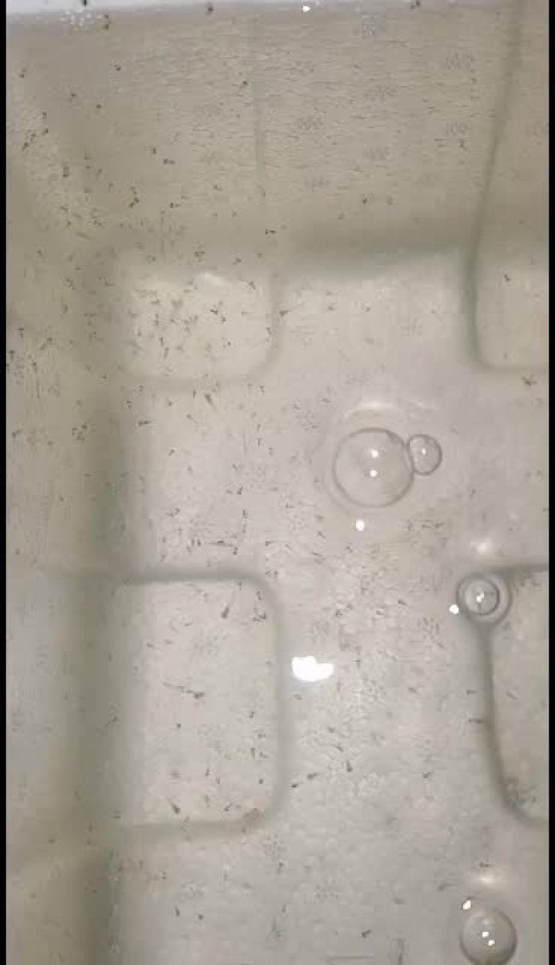 加州鲈鱼苗，加州鲈鱼水花，各品种鲈鱼苗。大量现货批发！