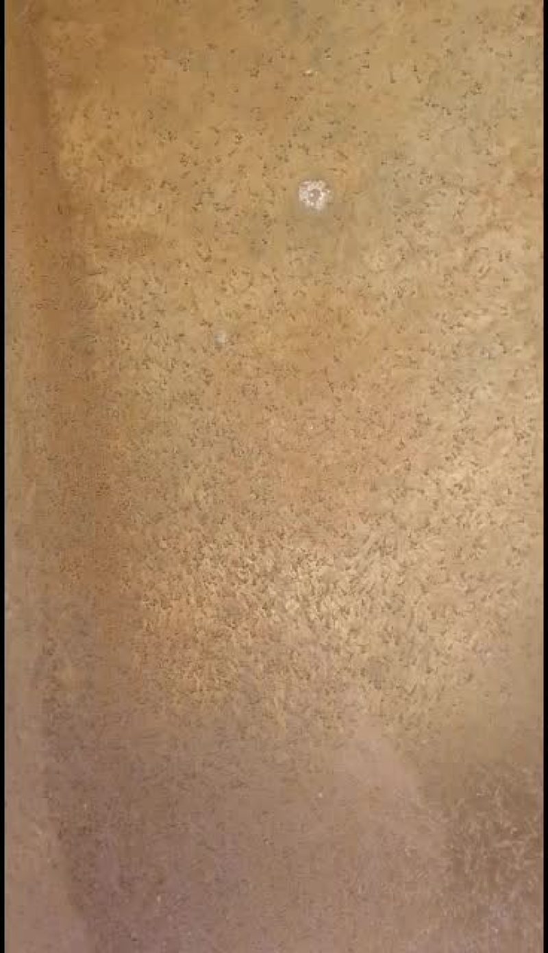 加州鲈鱼苗，加州鲈鱼水花，各品种鲈鱼苗。大量现货批发！