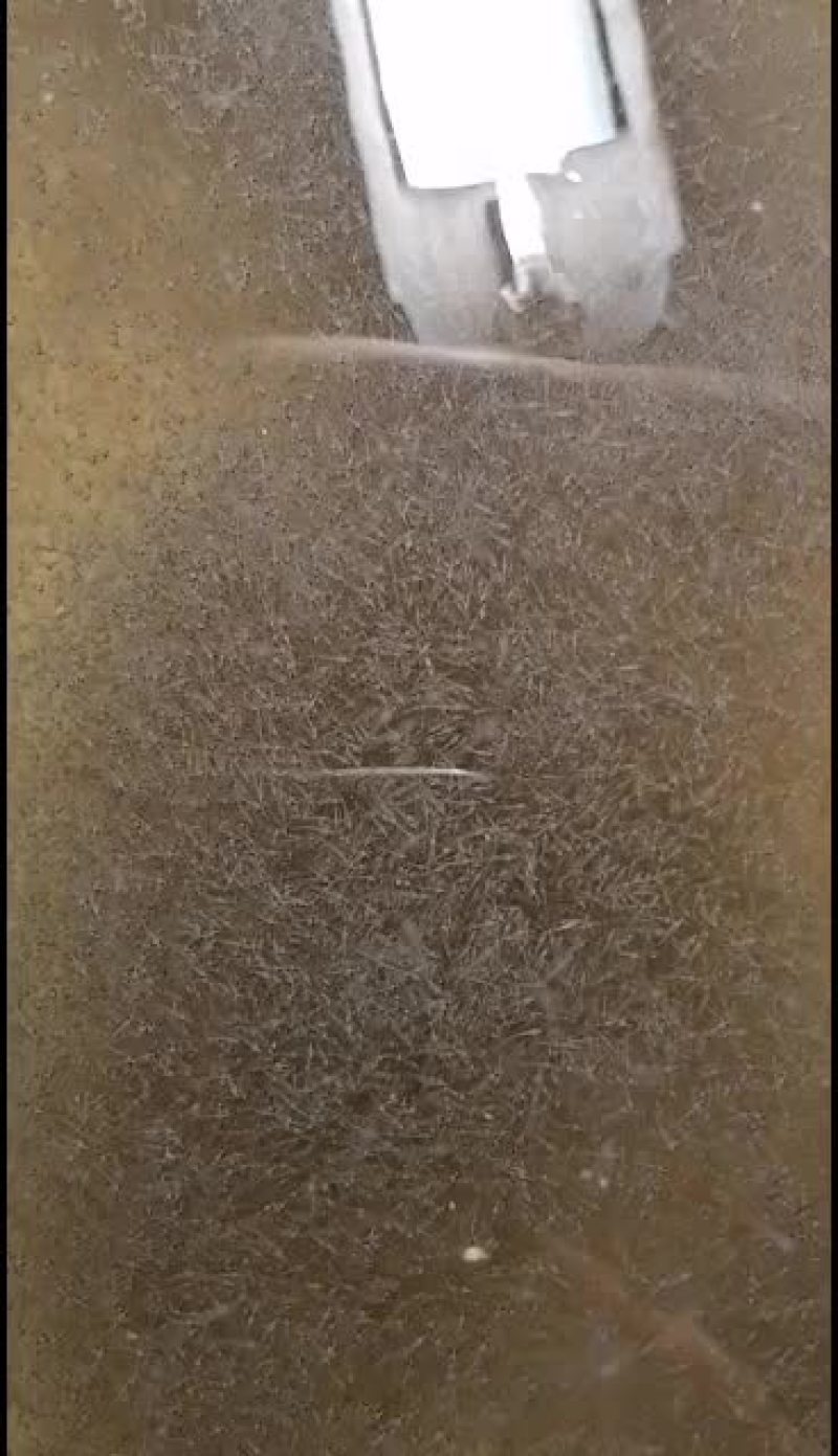 加州鲈鱼苗，加州鲈鱼水花，各品种鲈鱼苗。大量现货批发！
