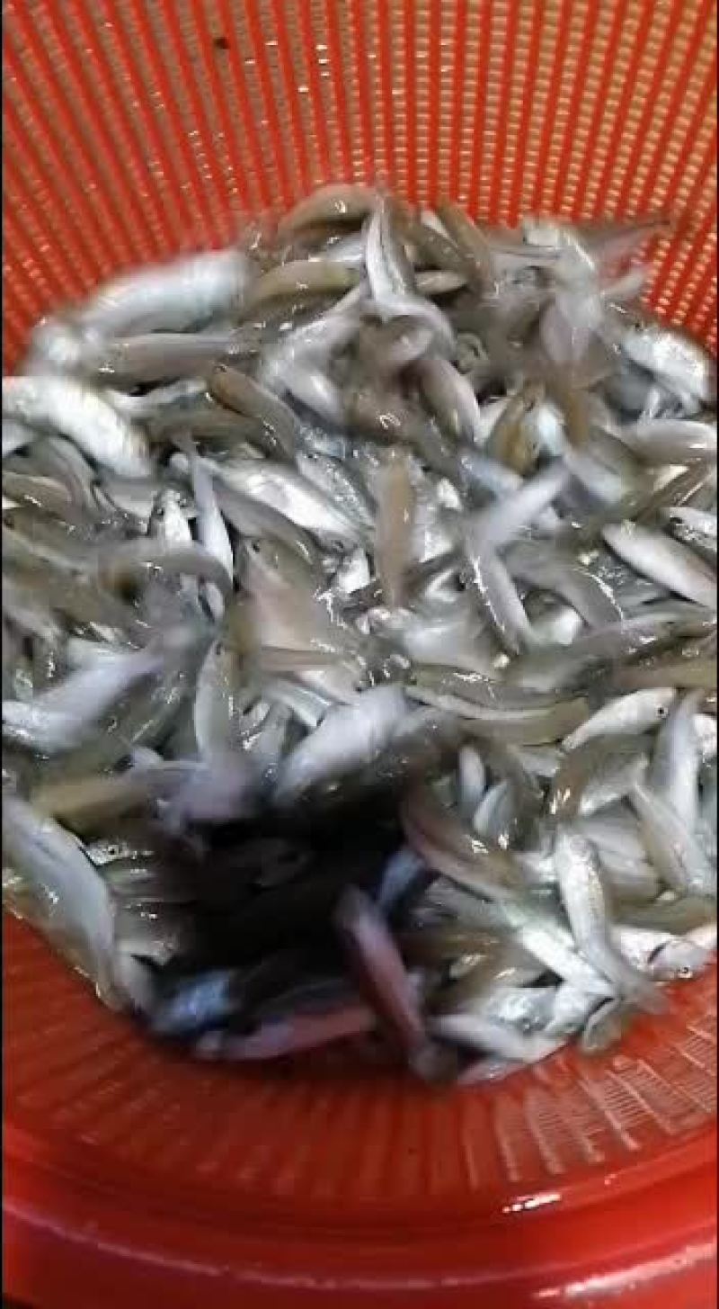 加州鲈鱼苗，加州鲈鱼水花，各品种鲈鱼苗。大量现货批发！