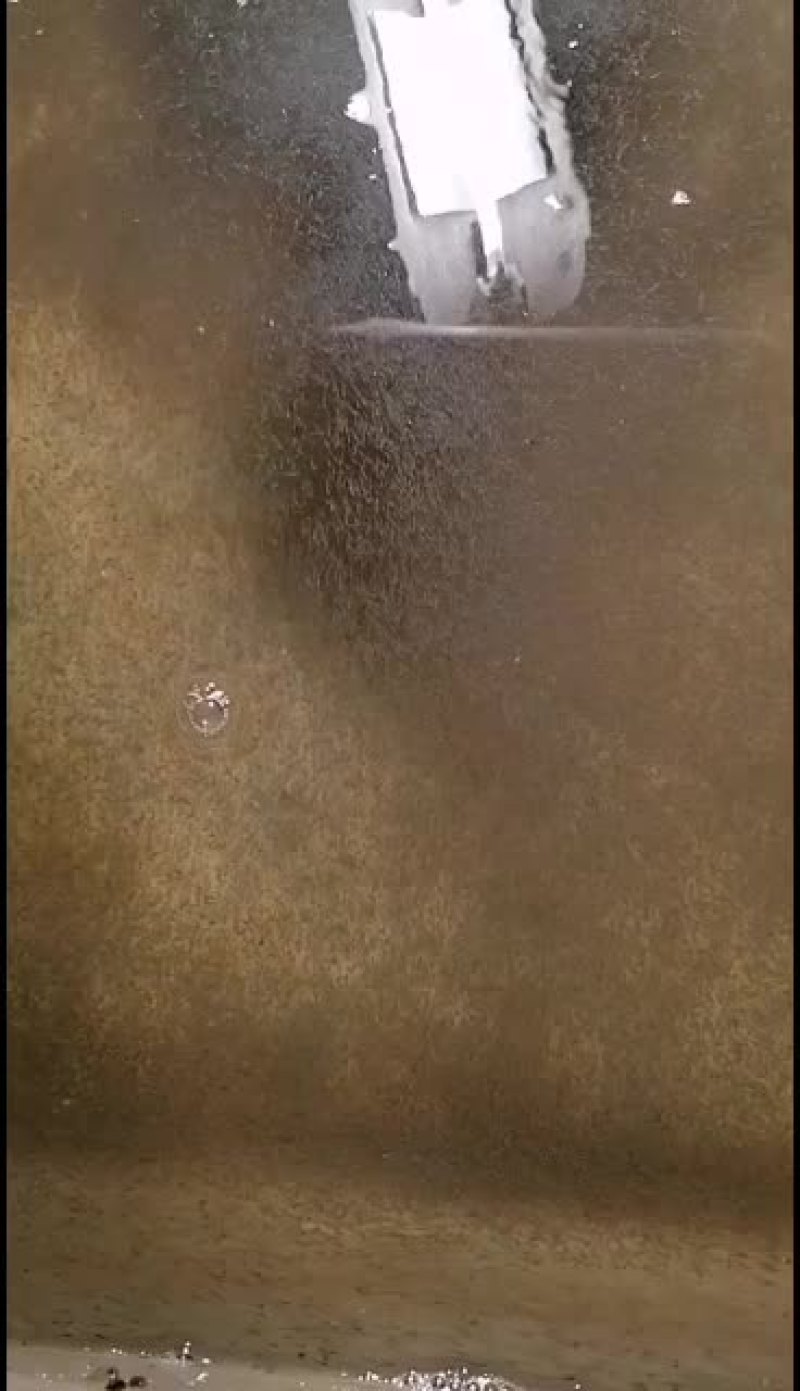 加州鲈鱼苗，加州鲈鱼水花，各品种鲈鱼苗。大量现货批发！