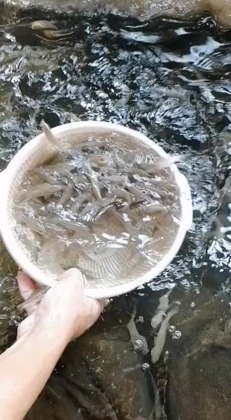 加州鲈鱼苗，加州鲈鱼水花，各品种鲈鱼苗。大量现货批发！