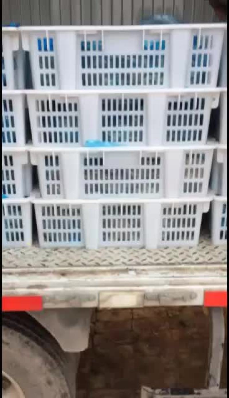 鲜平菇大量上市，天冷大叶的货少，中叶精品有