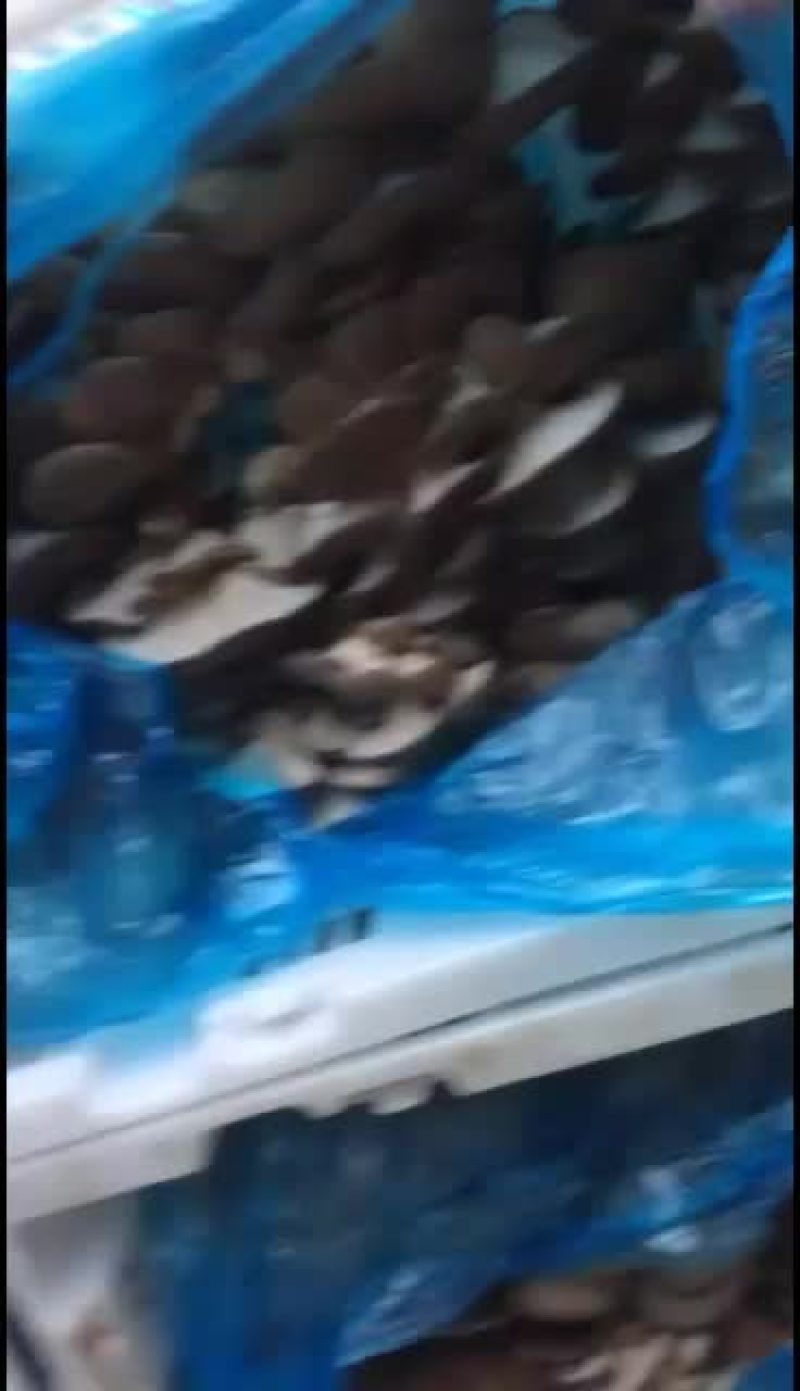 鲜平菇大量上市，天冷大叶的货少，中叶精品有