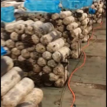 鲜平菇大量上市，天冷大叶的货少，中叶精品有