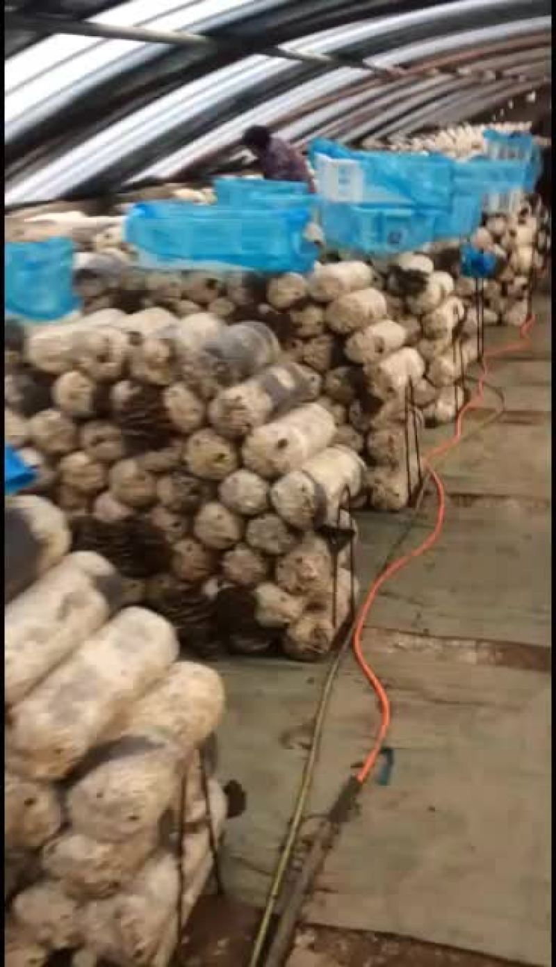 鲜平菇大量上市，天冷大叶的货少，中叶精品有