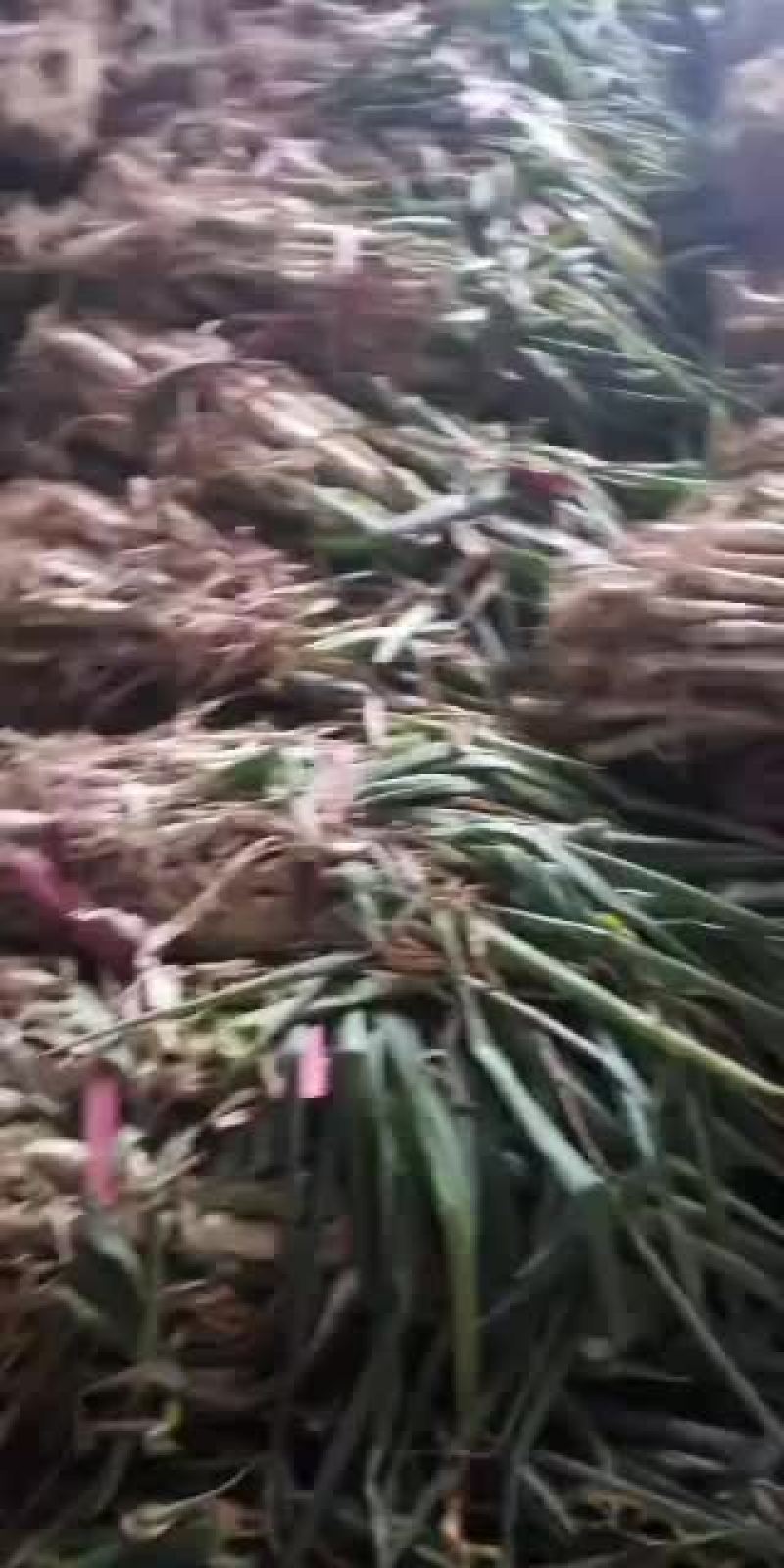 精品大葱，河南，日本钢葱
