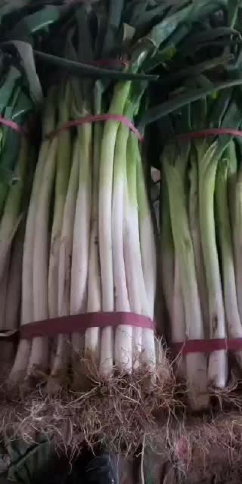 精品大葱，河南，日本钢葱