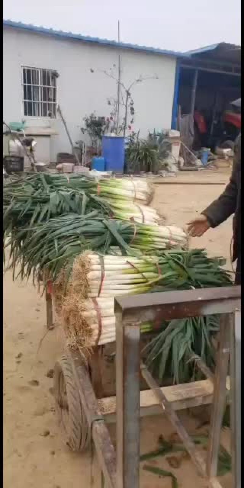 精品大葱，河南，日本钢葱