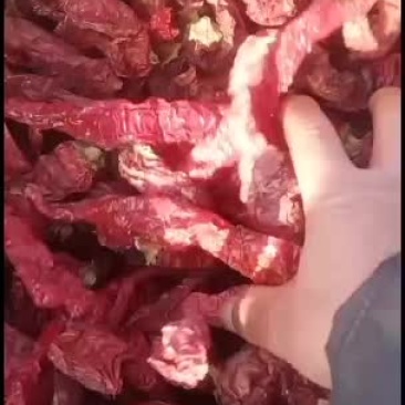 红辣椒，内蒙古巴彦淖尔市五原县红辣椒产地直销，欢迎客商前