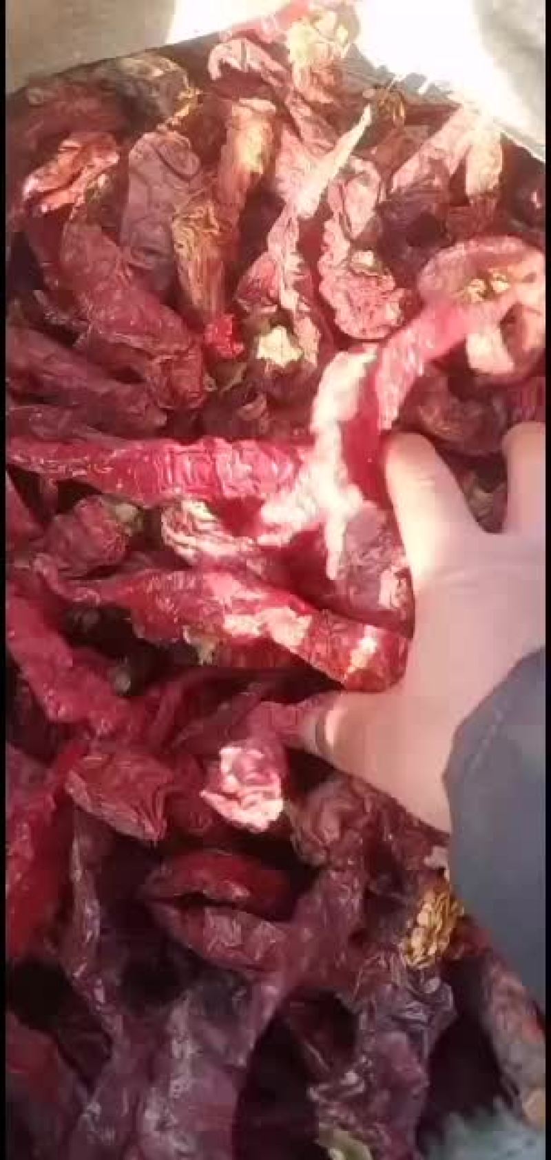 红辣椒，内蒙古巴彦淖尔市五原县红辣椒产地直销，欢迎客商前