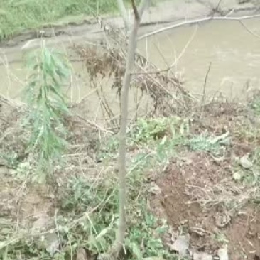 阳丰甜柿子树苗富平尖柿子树苗带分支的