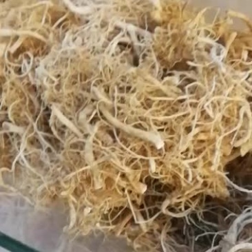 自己晾晒六年白参须