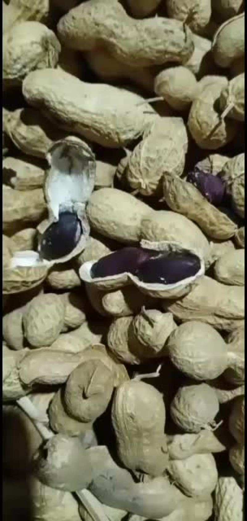 批发大量黑花生无中间商