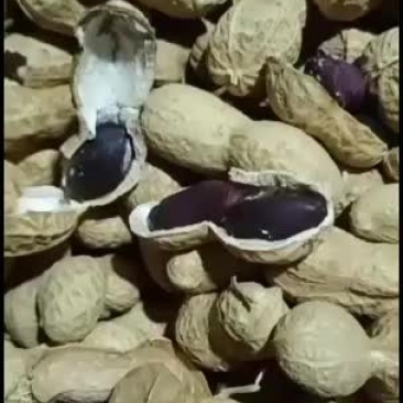 批发大量黑花生无中间商